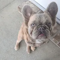 Raya lilac fawn fluffy, a female French Bulldog for sale in Cody, WY – Photo 3 of 6