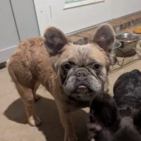 Raya lilac fawn fluffy, a female French Bulldog for sale in Cody, WY – Photo 2 of 6