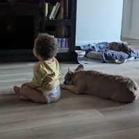 Raya lilac fawn fluffy, a female French Bulldog for sale in Cody, WY – Photo 6 of 6