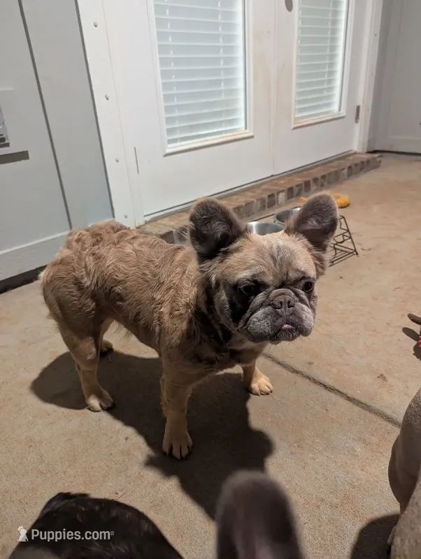 Raya lilac fawn fluffy