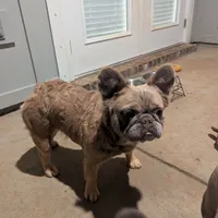 Raya lilac fawn fluffy, a female French Bulldog for sale in Cody, WY – Photo 1 of 6