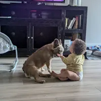 Raya lilac fawn fluffy, a female French Bulldog for sale in Cody, WY – Photo 5 of 6