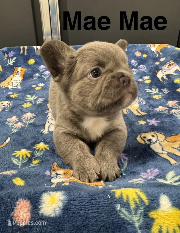 Mae Mae – French Bulldog puppy for sale in Cody, WY