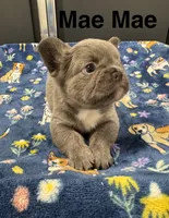 Mae Mae, a female French Bulldog for sale in Cody, WY – 1 of 8