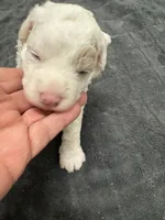 Patch, a male Poodle - Toy  and Sheepadoodle for sale in Cody, WY – 3 of 9