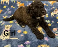Mini Toast, a female Poodle - Toy  and Sheepadoodle for sale in Cody, WY – 4 of 6