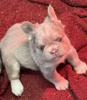 Slugger, a male French Bulldog for sale in Cody, WY – 2 of 6