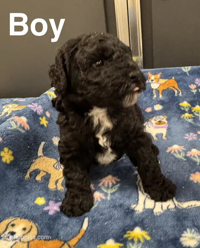 Coal – Poodle - Toy , Sheepadoodle puppy for sale in Cody, WY