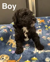 Coal, a male Poodle - Toy  and Sheepadoodle for sale in Cody, WY – 1 of 4