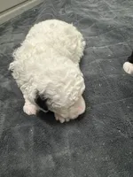 Pearl, a female Poodle - Toy  and Sheepadoodle for sale in Cody, WY – 2 of 7