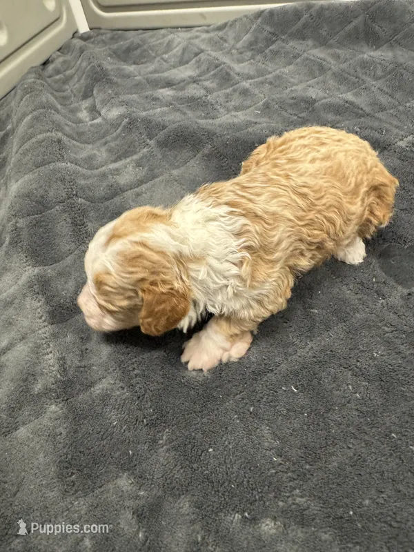 Blondie – Poodle - Toy , Sheepadoodle puppy for sale in Cody, WY