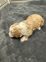 Blondie, a female Poodle - Toy  and Sheepadoodle for sale in Cody, WY – 1 of 9