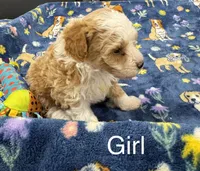 Blondie, a female Poodle - Toy  and Sheepadoodle for sale in Cody, WY – 5 of 10