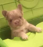 Slugger, a male French Bulldog for sale in Cody, WY – 4 of 6