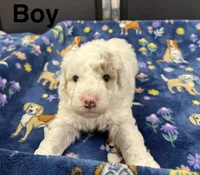 Patch, a male Poodle - Toy  and Sheepadoodle for sale in Cody, WY – 4 of 10