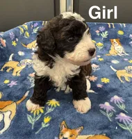 Roper, a female Poodle - Toy  and Sheepadoodle for sale in Cody, WY – 2 of 10