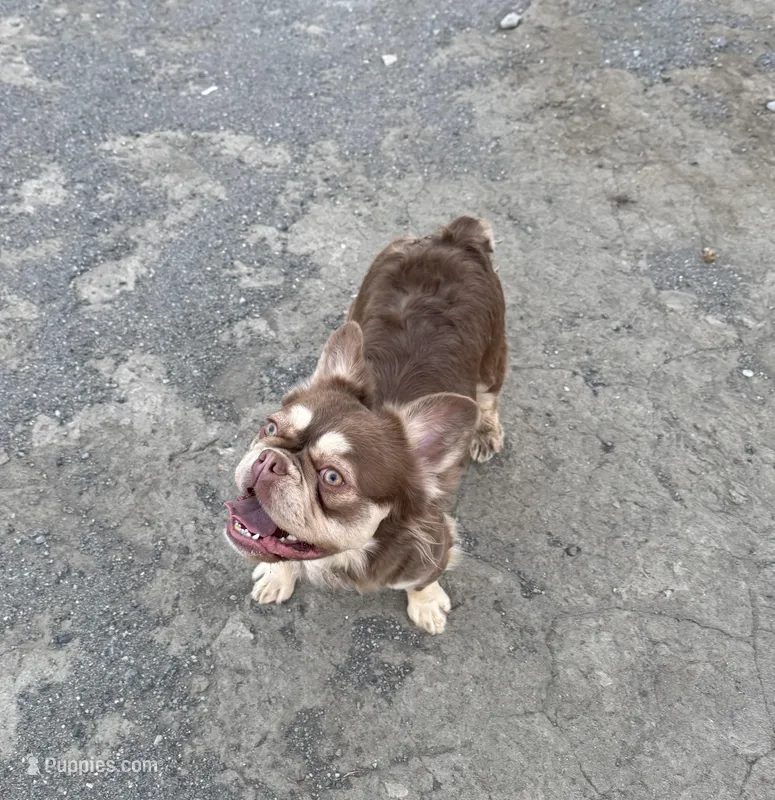 Fancy, a female French Bulldog for sale in Cody, WY – Photo 1 of 5