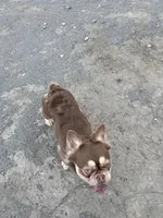 Fancy, a female French Bulldog for sale in Cody, WY – Photo 4 of 5