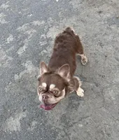 Fancy, a female French Bulldog for sale in Cody, WY – Photo 2 of 5