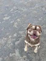 Fancy, a female French Bulldog for sale in Cody, WY – Photo 3 of 5