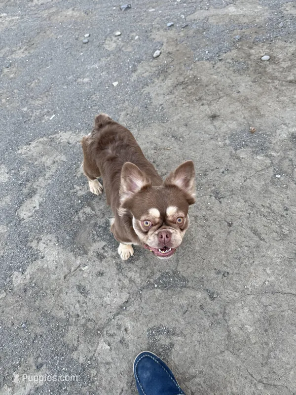 Fancy, a female French Bulldog for sale in Cody, WY – 1 of 5
