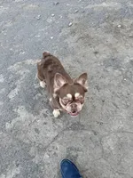 Fancy, a female French Bulldog for sale in Cody, WY – Photo 5 of 5