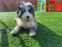 Coal, a male Poodle - Toy  and Sheepadoodle for sale in Cody, WY – 4 of 4