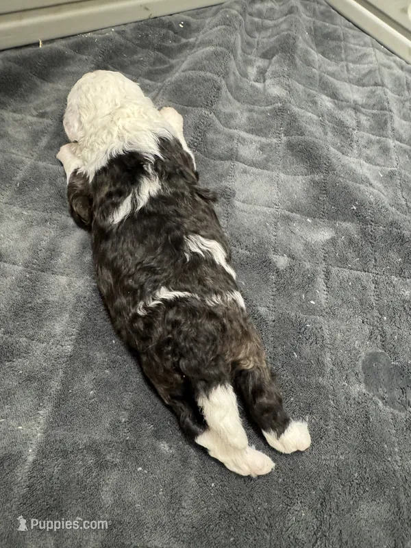 Little Piper – Poodle - Toy , Sheepadoodle puppy for sale in Cody, WY