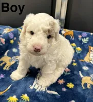 Patch, a male Poodle - Toy  and Sheepadoodle for sale in Cody, WY – 6 of 10