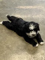 Ringer, a male Poodle - Toy  and Sheepadoodle for sale in Cody, WY – 1 of 10
