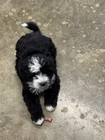 Ringer, a male Poodle - Toy  and Sheepadoodle for sale in Cody, WY – 3 of 10