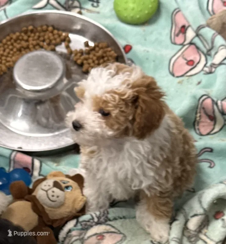 Blondie – Poodle - Toy , Sheepadoodle puppy for sale in Cody, WY
