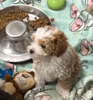 Blondie, a female Poodle - Toy  and Sheepadoodle for sale in Cody, WY – 1 of 10