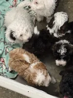 Pearl, a female Poodle - Toy  and Sheepadoodle for sale in Cody, WY – 7 of 10