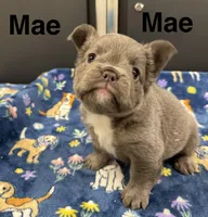Mae Mae, a female French Bulldog for sale in Cody, WY – 3 of 8