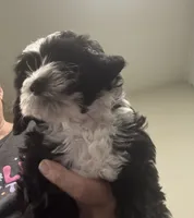 Ringer, a male Poodle - Toy  and Sheepadoodle for sale in Cody, WY – 4 of 10