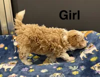 Blondie, a female Poodle - Toy  and Sheepadoodle for sale in Cody, WY – 3 of 10