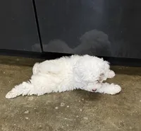 Patch, a male Poodle - Toy  and Sheepadoodle for sale in Cody, WY – 2 of 10