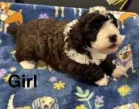 Roper, a female Poodle - Toy  and Sheepadoodle for sale in Cody, WY – 5 of 10