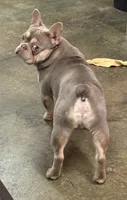 Mae Mae, a female French Bulldog for sale in Cody, WY – 8 of 9