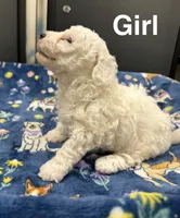 Pearl, a female Poodle - Toy  and Sheepadoodle for sale in Cody, WY – 3 of 10