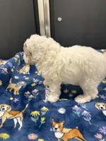 Patch, a male Poodle - Toy  and Sheepadoodle for sale in Cody, WY – 5 of 10