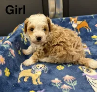 Blondie, a female Poodle - Toy  and Sheepadoodle for sale in Cody, WY – 2 of 10