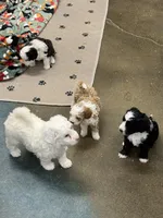 Blondie, a female Poodle - Toy  and Sheepadoodle for sale in Cody, WY – 6 of 10