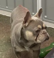 Mae Mae, a female French Bulldog for sale in Cody, WY – 7 of 9