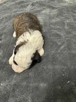Jellybean, a female Poodle - Toy  and Sheepadoodle for sale in Cody, WY – 2 of 7