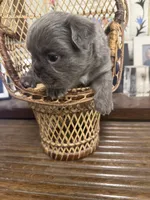 Mae Mae, a female French Bulldog for sale in Cody, WY – 3 of 9