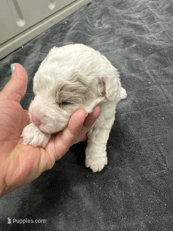 Patch – Poodle - Toy , Sheepadoodle puppy for sale in Cody, WY