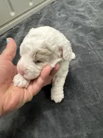 Patch, a male Poodle - Toy  and Sheepadoodle for sale in Cody, WY – 1 of 9