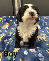 Ringer, a male Poodle - Toy  and Sheepadoodle for sale in Cody, WY – 2 of 10